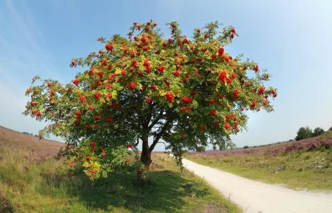 Rowan tree with berries in summer Foto stock