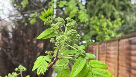 Rowan tree berry buds on a tree Stock Footage 271320078