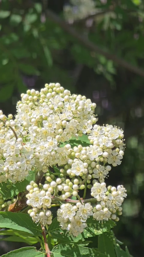 Rowan Tree Blossoms in the Breeze | Peaceful Spring Nature Stock Footage 335015841