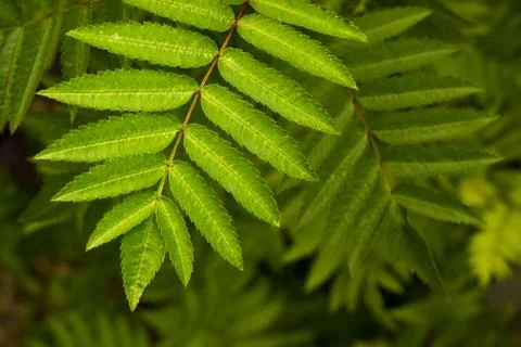Rowan tree on blurred background. Copy space. Soft focus. Green leaves. Stock Photos