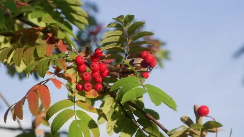 Rowan tree branch with red berries swaying in the wind Stock Footage 314564382