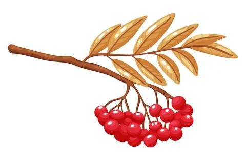Rowan Tree Branch with Red Berries Illustration Stock Illustration
