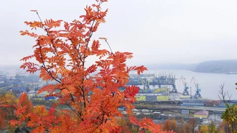 A rowan tree branch with withered orange leaves Stock Footage 328494684