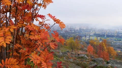 A rowan tree branch with withered orange leaves Stock Footage 328494689