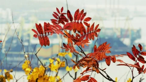 A rowan tree branch with withered orange leaves Stock Footage 328494696