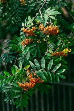 Rowan tree branches with bright orange berries and vibrant green leaves in a 스톡 사진