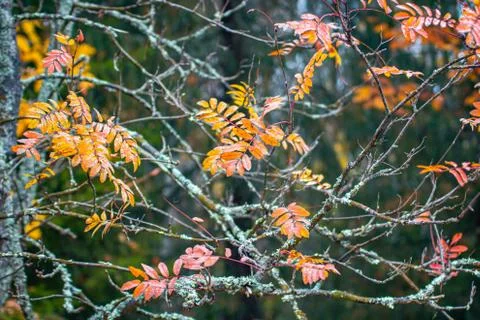 Rowan tree branches covered with lichen with orange leaves. Stock Photos
