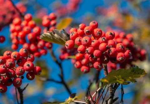 Rowan tree branches Stock Photos