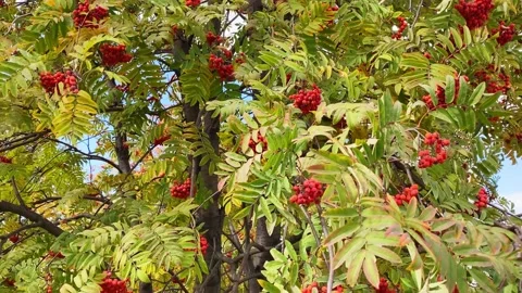 Rowan tree branches with red berries Stock Footage 161902830