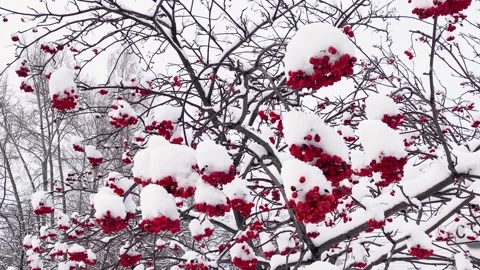 Rowan tree branches with red berries Stock Footage 167499834