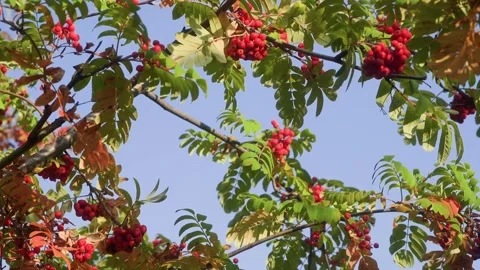 Rowan tree branches with red berries swaying in the wind Stock Footage 314564349