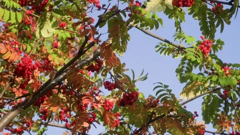 Rowan tree branches with red berries swaying in the wind against blue sky Video stock 314564402