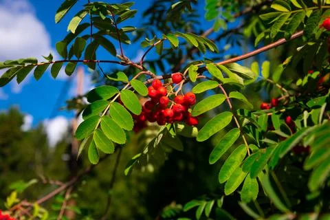 Rowan Tree Branches With Red Berries Stock-Fotos