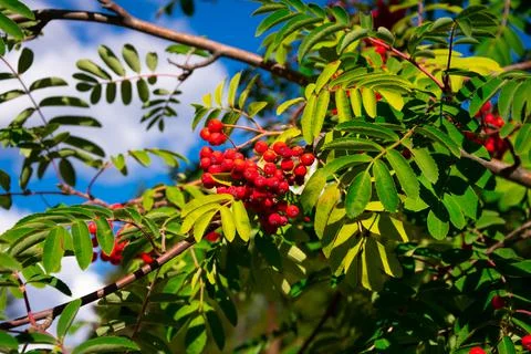 Rowan Tree Branches With Red Berries Stock Photos