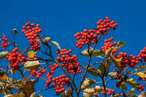 Rowan tree branches with ripe red berries Stock Photos