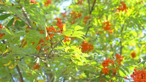 Rowan tree with bright red berrys and green leaves blowing under light wind Stock Footage 142349635