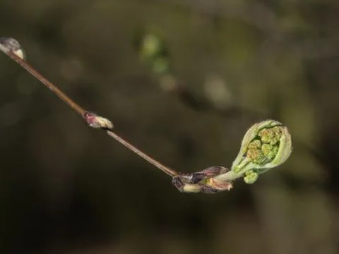 Rowan tree with buds Stock Photos