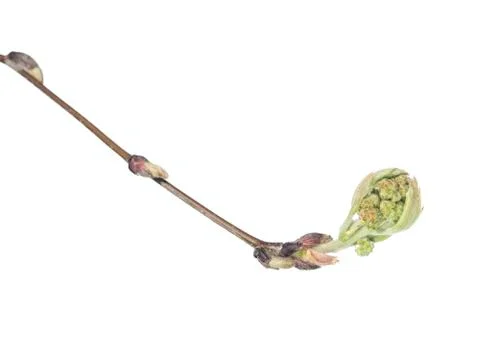 Rowan tree with buds Stock Photos