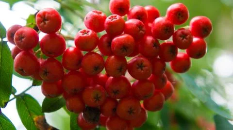 Rowan tree, close-up of bright rowan berries on a tree Stock Photos