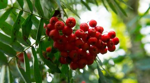 Rowan tree, close-up of bright rowan berries on a tree Stock Photos