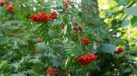 Rowan tree, close-up of bright rowan berries on a tree Stock Photos