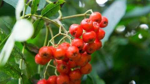 Rowan tree, close-up of bright rowan berries on a tree Stock Photos