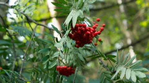 Rowan tree, close-up of bright rowan berries on a tree Stock Photos