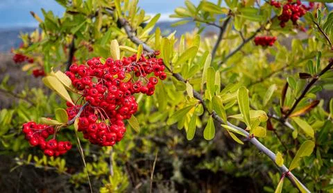 Rowan tree close up red berries New zealand Stock Photos