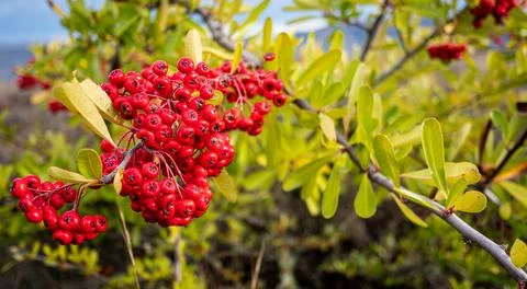 Rowan tree close up red berries New zealand Stock Photos