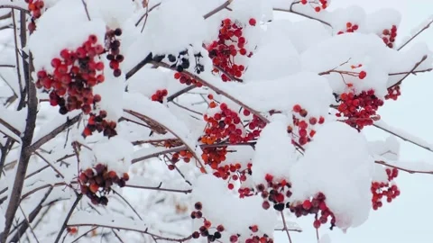 Rowan tree covered with the first snow. Ashberry or rowan berries on a tree Video stock 228207062