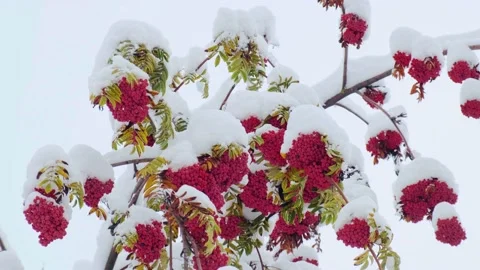 Rowan tree covered with the first snow. Ashberry or rowan berries on a tree Stock Footage 228207293