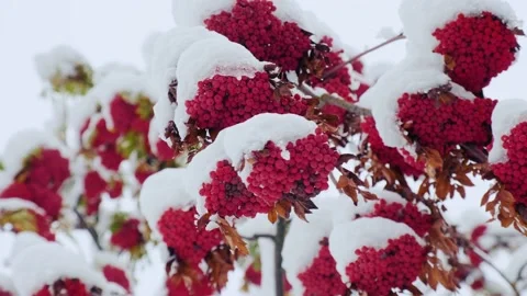 Rowan tree covered with the first snow. Ashberry or rowan berries Stock Footage 228207395