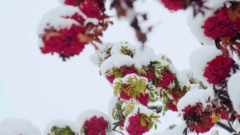 Rowan tree covered with the first snow. Ashberry or rowan berries on a tree Stock Footage 228207401