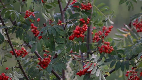 A Rowan Tree Is Densely Covered With Clusters Of Ripe Red Berries And Green Leav Stock-Footage 319210692