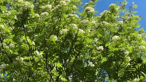 Rowan tree flowers in full bloom. Stock Footage 302204531