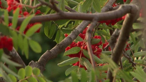 Rowan tree Stock Footage 27845162