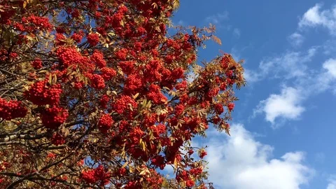 Rowan Tree Stock Footage 80914544