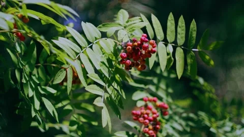 Rowan tree in the forest close-up. Stock Footage 158056966