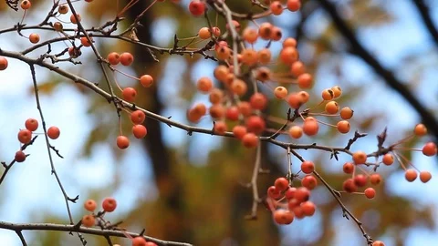 Rowan-tree is a fruit tree with bright orange fruits. Video stock 75377320
