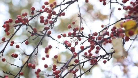 Rowan-tree is a fruit tree with bright orange fruits. Stock Footage 75377920