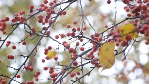 Rowan-tree is a fruit tree with bright orange fruits. Stock Footage 75380291