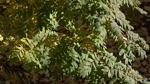 Rowan tree in green leaves Stock Footage 288615999