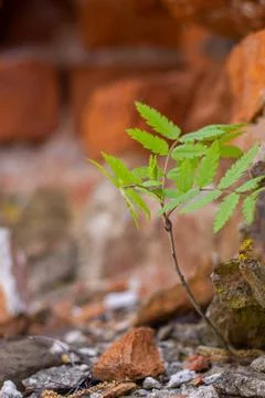 A rowan tree grows on the wall of an ancient castle. Soft selective focus. Stock Photos