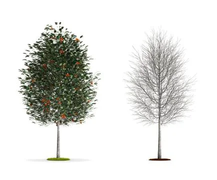 Rowan tree. Stock Illustration