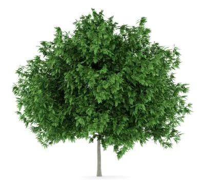 Rowan tree isolated on white background Stock Illustration