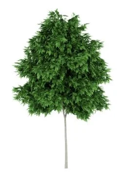 Rowan tree isolated on white background Stock Illustration