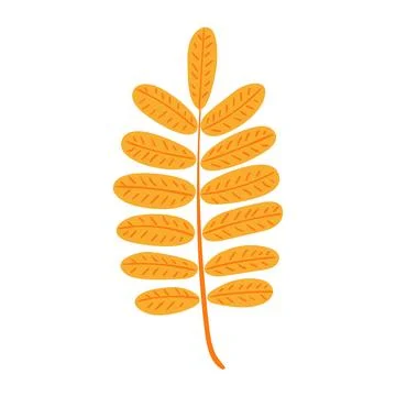 Rowan tree leaf in autumn hand drawn illustration. Stock Illustration