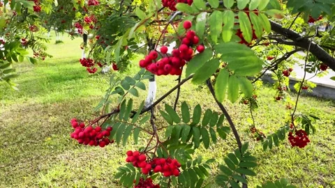 Rowan tree leaf with red berries Stock Footage 161246951