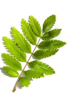Rowan tree leaf on white background. Stock Photos