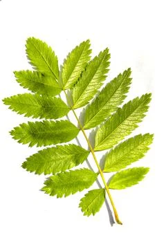 Rowan tree leaf on white background. Stock Photos